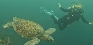 Student diving